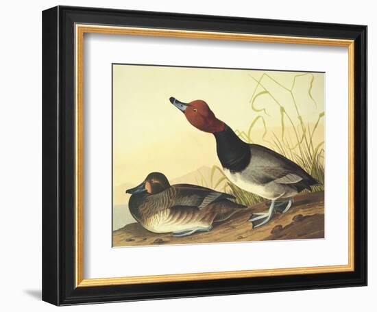 Red-Headed Duck-John James Audubon-Framed Art Print