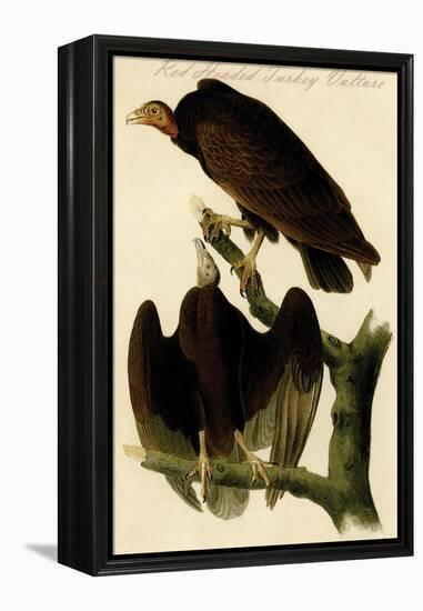 Red Headed Turkey Vulture-John James Audubon-Framed Stretched Canvas