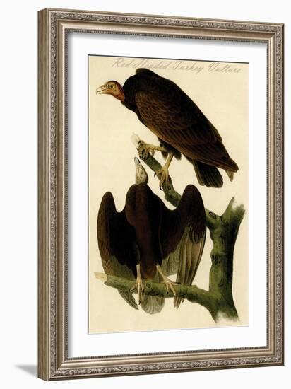 Red Headed Turkey Vulture-John James Audubon-Framed Art Print