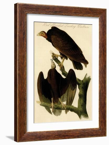 Red Headed Turkey Vulture-John James Audubon-Framed Art Print