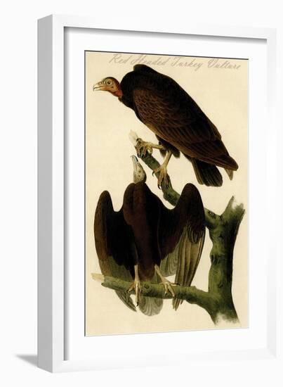 Red Headed Turkey Vulture-John James Audubon-Framed Art Print