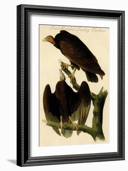 Red Headed Turkey Vulture-John James Audubon-Framed Art Print