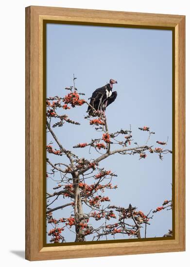 Red-Headed Vulture (Asian King Vulture) (Indian Black Vulture) (Sarcogyps Calvus)-Janette Hill-Framed Premier Image Canvas