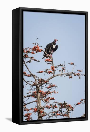 Red-Headed Vulture (Asian King Vulture) (Indian Black Vulture) (Sarcogyps Calvus)-Janette Hill-Framed Premier Image Canvas