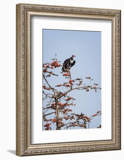 Red-Headed Vulture (Asian King Vulture) (Indian Black Vulture) (Sarcogyps Calvus)-Janette Hill-Framed Photographic Print