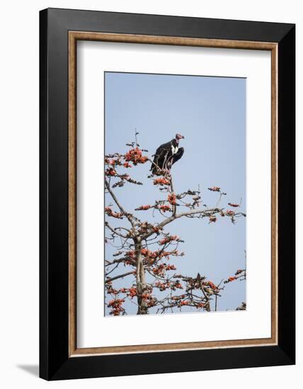 Red-Headed Vulture (Asian King Vulture) (Indian Black Vulture) (Sarcogyps Calvus)-Janette Hill-Framed Photographic Print