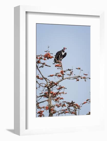 Red-Headed Vulture (Asian King Vulture) (Indian Black Vulture) (Sarcogyps Calvus)-Janette Hill-Framed Photographic Print