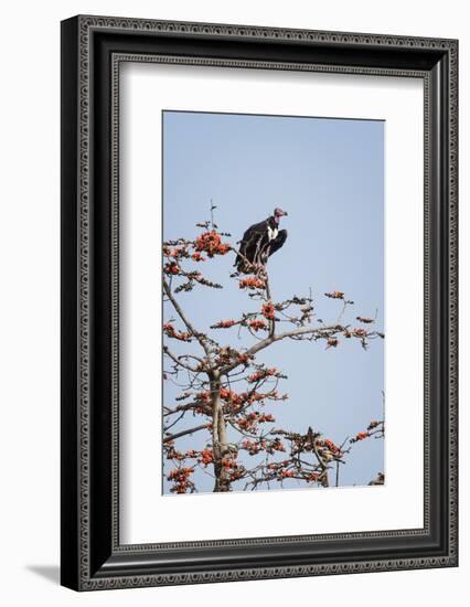 Red-Headed Vulture (Asian King Vulture) (Indian Black Vulture) (Sarcogyps Calvus)-Janette Hill-Framed Photographic Print