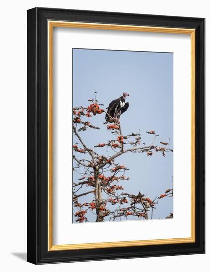 Red-Headed Vulture (Asian King Vulture) (Indian Black Vulture) (Sarcogyps Calvus)-Janette Hill-Framed Photographic Print