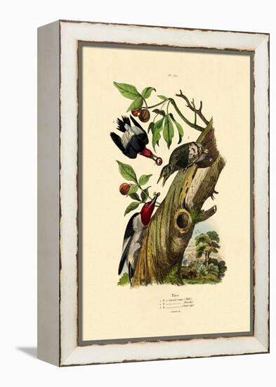 Red-Headed Woodpecker, 1833-39-null-Framed Premier Image Canvas