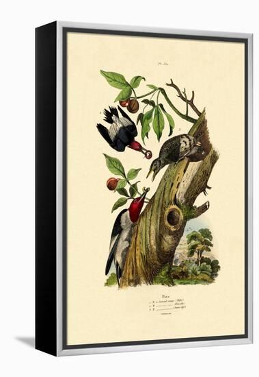 Red-Headed Woodpecker, 1833-39-null-Framed Premier Image Canvas