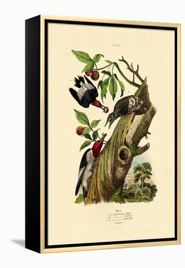 Red-Headed Woodpecker, 1833-39-null-Framed Premier Image Canvas