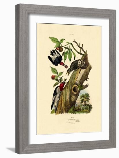 Red-Headed Woodpecker, 1833-39-null-Framed Giclee Print