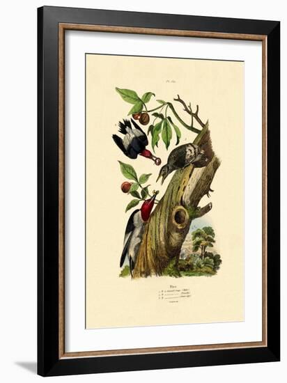 Red-Headed Woodpecker, 1833-39-null-Framed Giclee Print