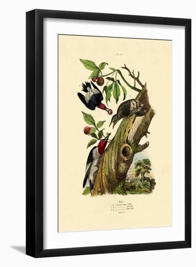 Red-Headed Woodpecker, 1833-39-null-Framed Giclee Print