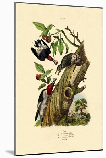 Red-Headed Woodpecker, 1833-39-null-Mounted Giclee Print