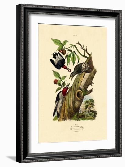 Red-Headed Woodpecker, 1833-39-null-Framed Giclee Print