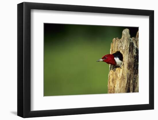 Red-Headed Woodpecker in Nest Cavity, Illinois-Richard and Susan Day-Framed Photographic Print