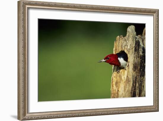 Red-Headed Woodpecker in Nest Cavity, Illinois-Richard and Susan Day-Framed Photographic Print