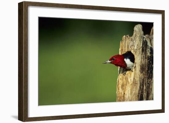 Red-Headed Woodpecker in Nest Cavity, Illinois-Richard and Susan Day-Framed Photographic Print