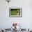 Red-Headed Woodpecker in Nest Cavity, Illinois-Richard and Susan Day-Framed Photographic Print displayed on a wall