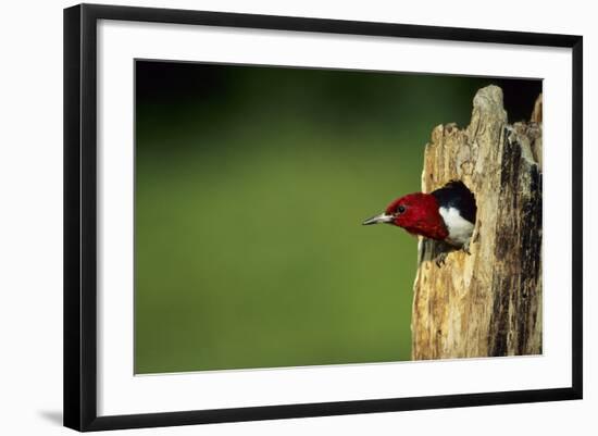 Red-Headed Woodpecker in Nest Cavity, Illinois-Richard and Susan Day-Framed Photographic Print