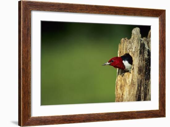 Red-Headed Woodpecker in Nest Cavity, Illinois-Richard and Susan Day-Framed Photographic Print