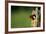 Red-Headed Woodpecker in Nest Cavity, Illinois-Richard and Susan Day-Framed Photographic Print