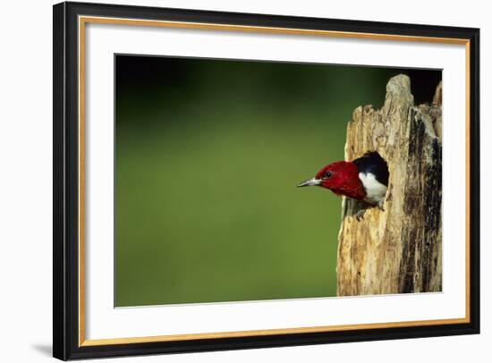 Red-Headed Woodpecker in Nest Cavity, Illinois-Richard and Susan Day-Framed Photographic Print