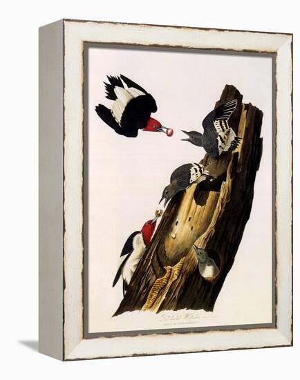 Red-Headed Woodpecker, Melanerpes Erythrocephalus-John James Audubon-Framed Premier Image Canvas