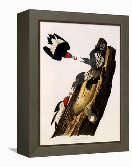 Red-Headed Woodpecker, Melanerpes Erythrocephalus-John James Audubon-Framed Premier Image Canvas