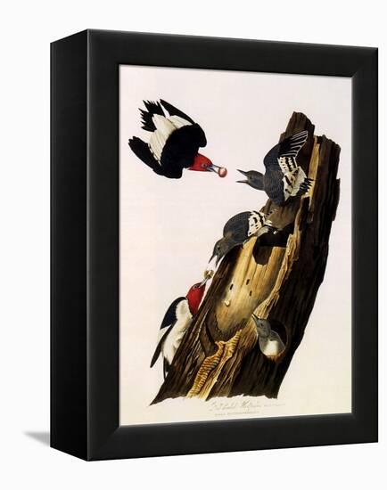 Red-Headed Woodpecker, Melanerpes Erythrocephalus-John James Audubon-Framed Premier Image Canvas
