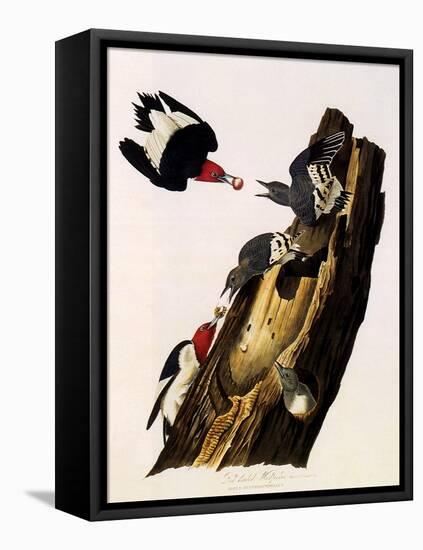 Red-Headed Woodpecker, Melanerpes Erythrocephalus-John James Audubon-Framed Premier Image Canvas