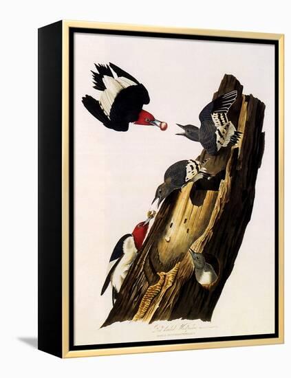 Red-Headed Woodpecker, Melanerpes Erythrocephalus-John James Audubon-Framed Premier Image Canvas