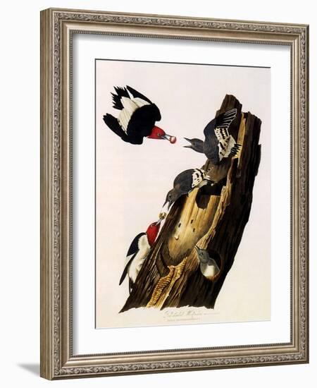 Red-Headed Woodpecker, Melanerpes Erythrocephalus-John James Audubon-Framed Giclee Print