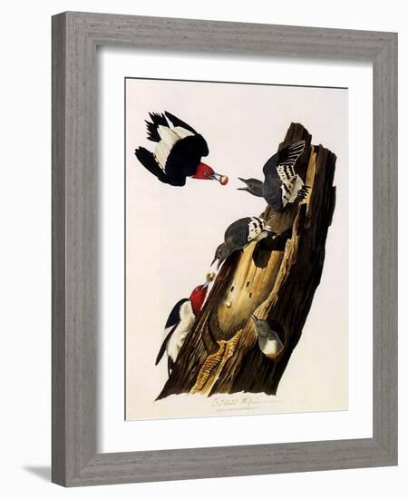 Red-Headed Woodpecker, Melanerpes Erythrocephalus-John James Audubon-Framed Giclee Print