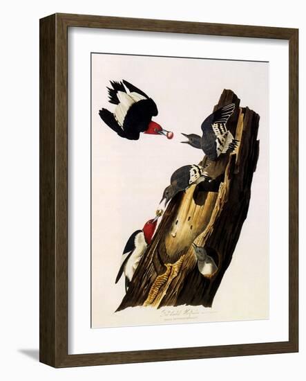 Red-Headed Woodpecker, Melanerpes Erythrocephalus-John James Audubon-Framed Giclee Print