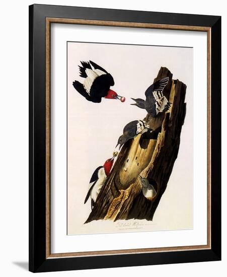 Red-Headed Woodpecker, Melanerpes Erythrocephalus-John James Audubon-Framed Giclee Print