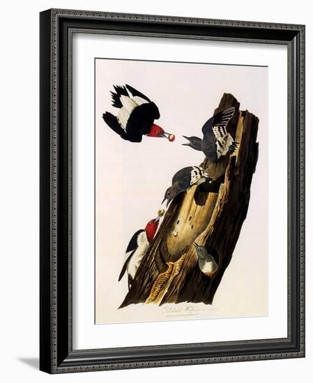 Red-Headed Woodpecker, Melanerpes Erythrocephalus-John James Audubon-Framed Giclee Print