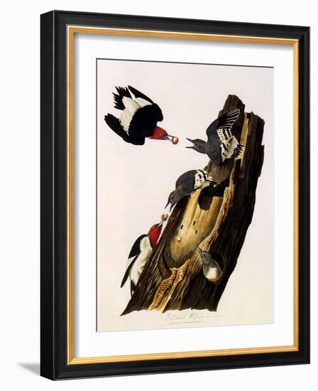 Red-Headed Woodpecker, Melanerpes Erythrocephalus-John James Audubon-Framed Giclee Print