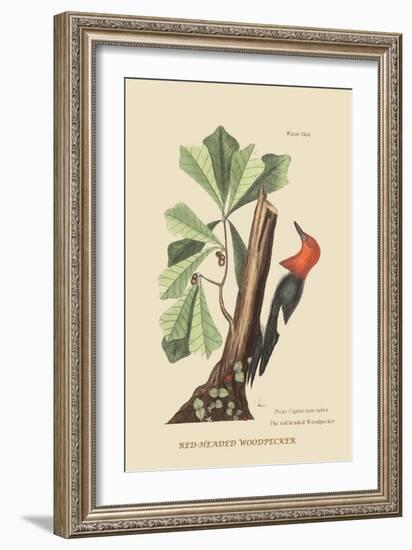 Red Headed Woodpecker-Mark Catesby-Framed Art Print