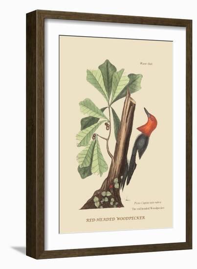 Red Headed Woodpecker-Mark Catesby-Framed Art Print