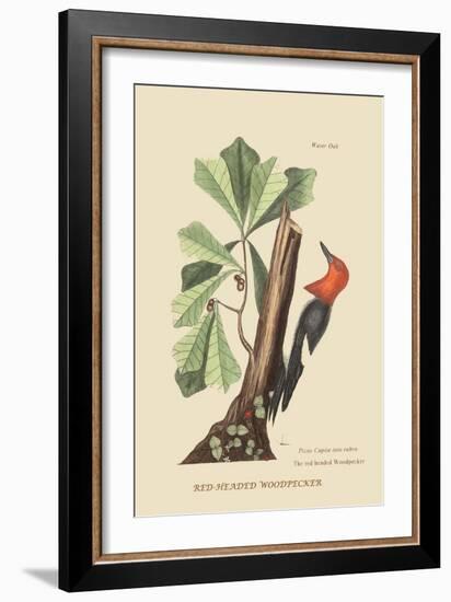 Red Headed Woodpecker-Mark Catesby-Framed Art Print