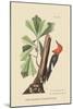 Red Headed Woodpecker-Mark Catesby-Mounted Art Print