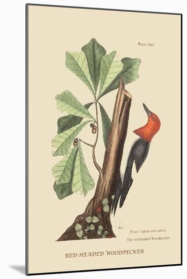 Red Headed Woodpecker-Mark Catesby-Mounted Art Print