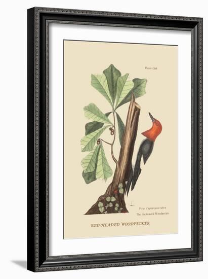 Red Headed Woodpecker-Mark Catesby-Framed Art Print