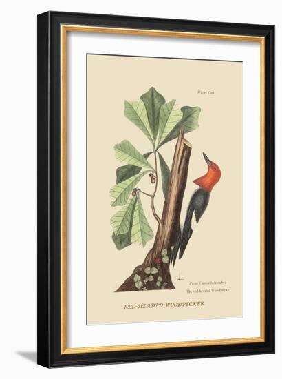 Red Headed Woodpecker-Mark Catesby-Framed Art Print