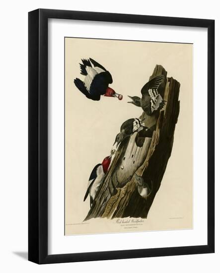 Red Headed Woodpecker-null-Framed Giclee Print