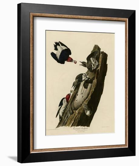 Red Headed Woodpecker-null-Framed Giclee Print