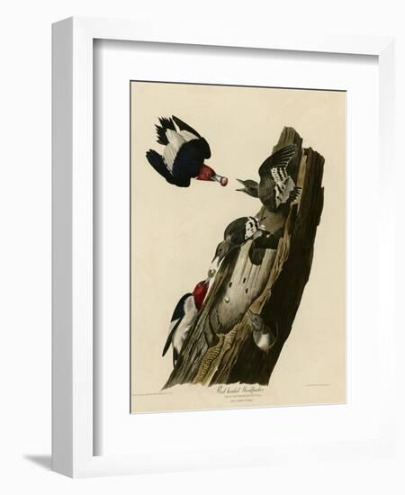 Red Headed Woodpecker-null-Framed Giclee Print